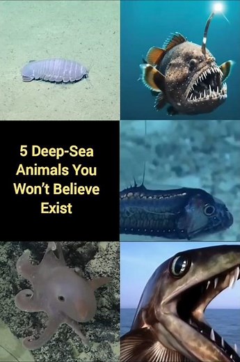 5 Deep-Sea Animals You Won’t Believe Exist