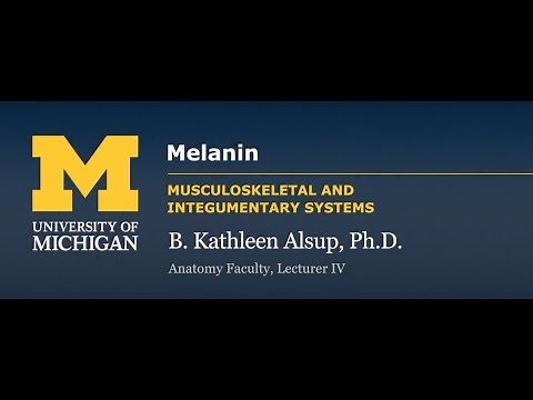 Integumentary System: Melanin