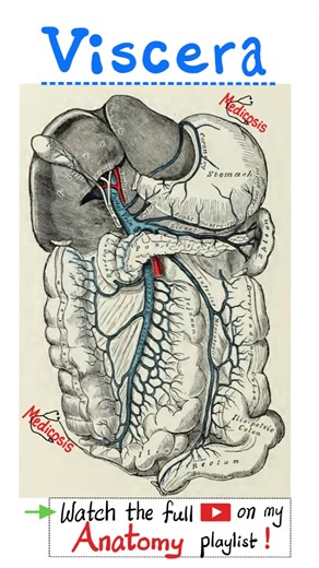 Viscera, Portal Vein, Inferior Vena Cava (IVC)....#anatomy #physiology #biology #nurse #doctor #apexam #ap #nclex #usmle #mbbs | Medicosis Perfectionalis