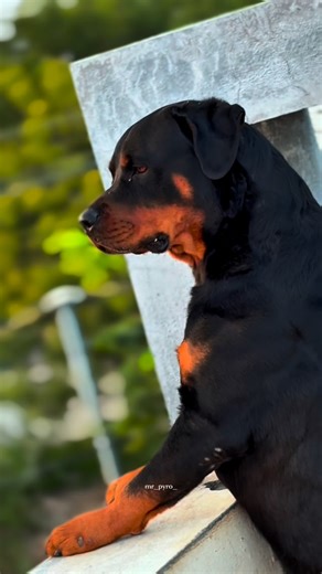 pyro🐾... on Instagram: "Rottie🐻😮‍💨. . . . #reels #rottweiler #petlovers #dog #pet #doglover #jermanrottweiler #reelsinstagram #stories #dogs #mass"