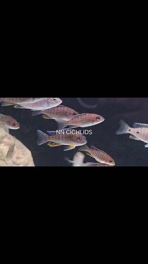 Aulonocara jacobfreibergi 'Cape Maclear' *Copadichromis mloto(trewavasae) ivory 'Lupingu' #africancichlidsaustralia #cichlidsaustralia #malawicichlidsaustralia | NN Cichlids - African and American