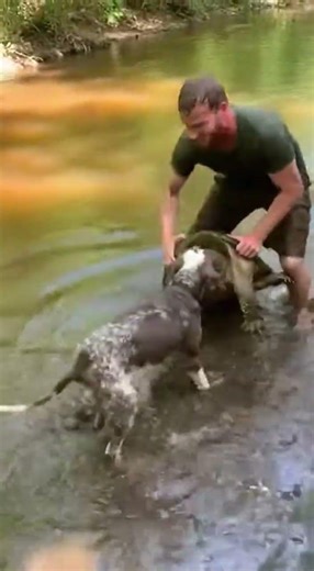 Man vs. Snapping Turtle: A Dog's Wild Encounter! #dogsvsturtles #wildlifeencounter