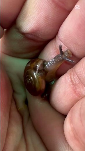 Cute Snail Pooping on My Hand 🐌 #nature #wildlife #asmr #snail