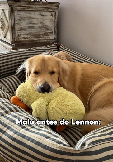 O irmão que ela não queria virou o melhor amigo — golden retriever