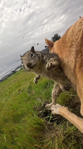 Squirrel butt ambushes my dog, while striking a pose for the camera and gets away safely. #dog #dogs #pov #funny #gopro #funnyvideos #goprohero12 #240fps #wild #funnymoments #funnytiktok #doglover