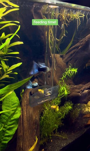 Feeding guppies! #guppyfish #guppy #aquariumfish #guppies #guppylover #aqualife #freshwateraquarium #freshwaterfish #freshwatertank #20gallontank #guppybreeder #guppieslife #guppylove #fishtok #fishtank #feedingfish #feedingfish♥️📸 #feedingfishes #fyp #fypシ #fypage #fishtiktok