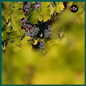 Rencontrez Philippe Ouaki Di Giorno, l'inventeur du Polyter 🌍🌱 Ce dispositif révolutionne l'agriculture moderne, d'abord en Afrique, et maintenant en France. Une innovation qui redéfinit les pratiques agricoles et préserve l'eau. | Silence ça pousse