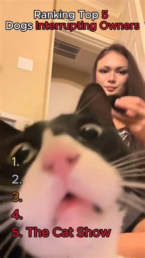 Funny Five Official on Instagram: "😂 The Funny Five: Dogs Interrupting Their Owners 🐾 POV: you’re doing something important 😭 Your dog says absolutely not. #2 felt personal #1 crossed the line 👇 Tag someone whose dog does this ❤️ Follow @TheFunnyFive for daily Funny Five #FunnyFive #DogReels #FunnyDogs #RelatablePets #PetHumor"