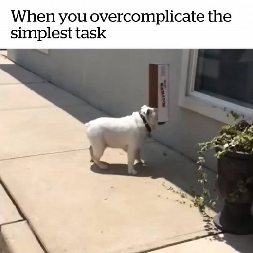 8.1M views · 77K reactions | This dog is my spirit animal  | VT | Facebook