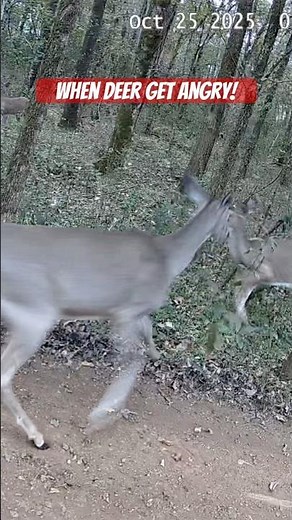 Mother Deer Gets ANGRY Protecting Her Fawns | Rare Deer Behavior Caught on Camera! #shorts