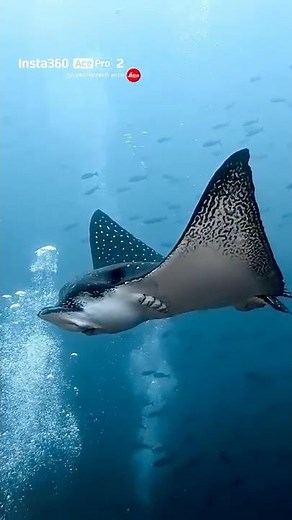 No Rig Needed for Underwater Shots 🐠 | Insta360 Ace Pro 2