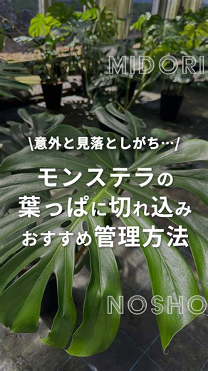 モンステラに切れ込みが入らないのは、 葉っぱがまだ成熟していないから😳 「光」「水」「風」を意識して、 育てていくことで未来の葉っぱは…💚 おすすめポイント💡 モンステラの気根を土に入れることで、 成長を早めて、どんどん葉っぱが 割れやすくなってきます😆✨ ——————————————— 植物と仲良しになる30代の独身男性👨 植物マイスター✨緑のショーです✊ 真似するだけで出来る！ 植物の育て方&増やし方を発信中🌵 「水をあげてたのに枯れてしまった…」 「最近元気がなくなってきた…」 忙しい日常の中で知らないうちに、 植物も人のココロも枯れてしまいます🥹 『植物も人のココロも枯らさない！』 緑のショーが少しの癒しをお届けします🚚💨 ——————————————— #観葉植物#植物#モンステラ