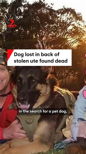 302K views · 4.2K reactions | German Shepherd Arnie, who was lost in a stolen ute has been found dead in the back of the vehicle. Arnie’s owners are appealing for information or CCTV from Amelia Street in Fortitude Valley, Brisbane to try to catch those responsible. #Dog #Lostdog #GermanShepherd #Brisbane | 7NEWS Sunshine Coast | Facebook