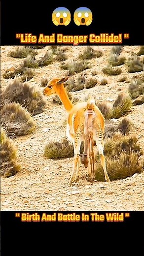 "No Mercy in the Wild | Puma Hunts Guanaco | Nat Geo Wild"#puma #natgeowild