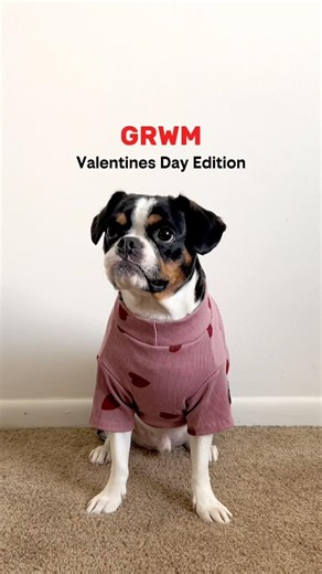 My Dog’s Valentine’s Day Outfit 💘#cutedogvideo #frenchbulldog #dogparents #grwm #funnydog #pets