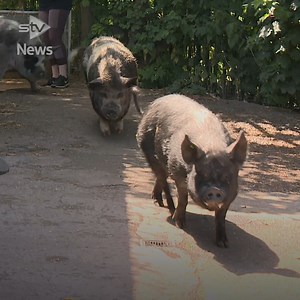 Three pigs have enjoyed an outdoor shower at a petting zoo in the capital. https://i.stv.tv/3o9QHiC | STV News
