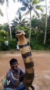 This is the remarkable moment a snake expert rescued a massive (15ft long) king cobra from a stream in Kerala, India. This is the 150th king cobra he has relocated. | Animal Antics