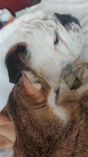 Brunhilde & Frankie in Love 🤍