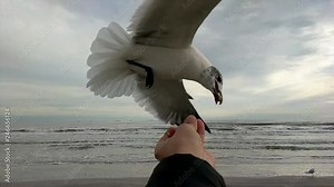 Seagull swoops in to eat out of a man's hand by the ocean