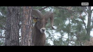 Sheep have a long history in South Dakota. | SDPB