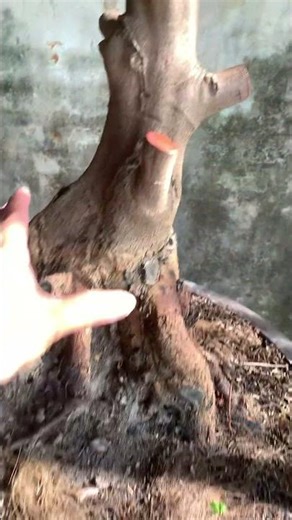 Mã số 10 - thuần chậu đế đẹp #cáchtrồngmaivàng #bonsai #chămsócmaivàng #maivanggiare