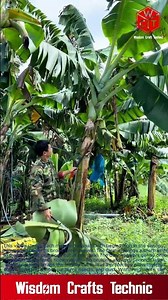 Amazing Agricultural Techniques: High-Speed Banana branch cutting and Bunch Covering in the Field