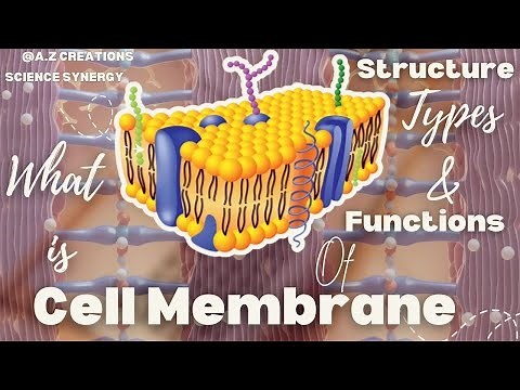 ‎Cell Membrane Structure, Functions & Types | Fluid Mosaic Model | Which Cells Have a Cell Membrane?