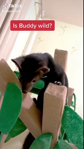 Some answers for most common questions about Buddy the sable #sable #соболь #zibellina