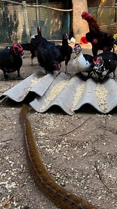 2.3M views · 3.8K reactions | Indian Rat Snake Rescue ❤️. Please follow me. #highlightseveryone #fbreels #reelsviral | Mobarak Snakesaver | Facebook