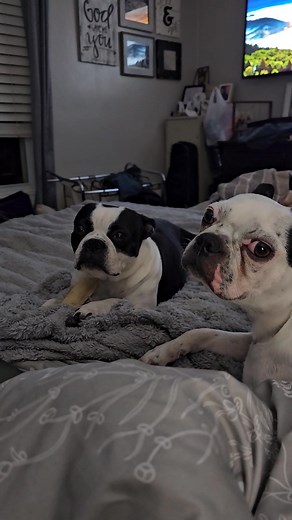 Molly was chewing on her rib bone but when daddy started singing, she stopped to listen! I love these babies so much!! P. S don't look at my messy room... I'm a busy momma! 🤭🫣😆 | Boston Bliss