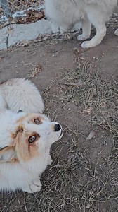 38K views · 3.5K reactions | Spreading my love! And Sophie fox let me pet her! | Saveafox Corporation | Facebook