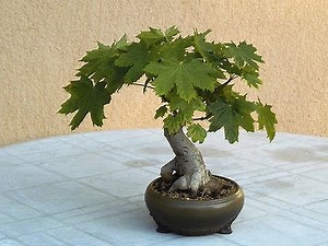 Bonsai Training Guide for Acer pseudoplatanus