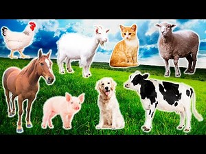 Farm animals #16 - cat, dog, cow, horse, pig, chicken, duck, sheep, goat - Domestic animal sounds
