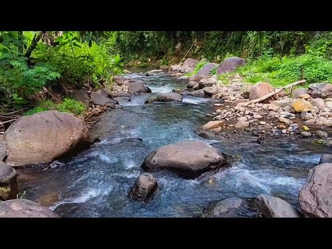 Fast-Flowing Clear River Surrounded by Jungle Ambience and Natural Energy for Focus and Calm