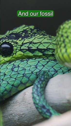 The real story of St. Patrick and the snakes of Ireland