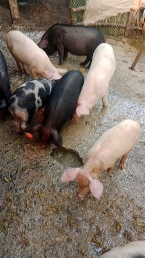 coca cola 2 #pig #pigfeed #pigbreeding #pigfarming #pighusbandry #animals #motivation #pets #funny