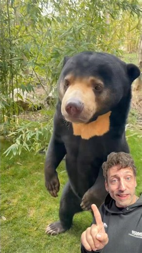 Don’t sleep on the Sun Bear