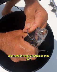 528 reactions · 21 shares | How to Fish with Live Bait! #livebait #howtofish #livebaitfishing | Your Saltwater Guide | Facebook