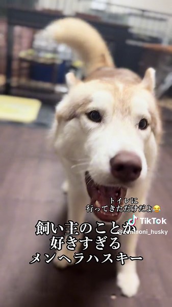 オリジナル楽曲 - おしゃべりhusky's 善モニコ🐺🐺🐺を使っているおしゃべりhusky's 善モニコ🐺🐺🐺 (@zenmoni_husky)の動画