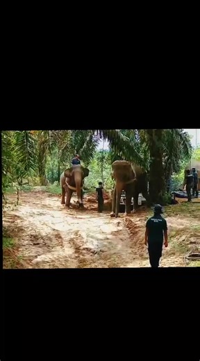 Abang Perhilitan Cedera, Doa Semoga Cepat Sembuh