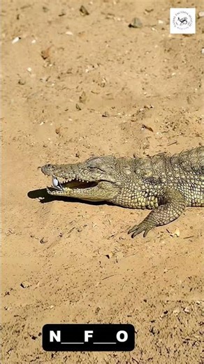 “Why This Tiny Bird Cleans a Crocodile’s Teeth | Amazing Wildlife Fact”