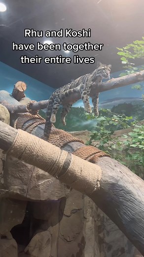 Rare Display of Affection: Clouded Leopard Bonding Moment