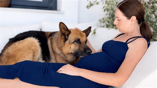 German shepherd reacts to mom growing belly