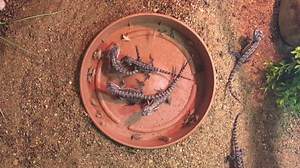 220K views · 1K reactions | Baby bearded dragon breakfast time is just too cute for words!! ❤️❤️❤️ | Australian Reptile Park | Facebook