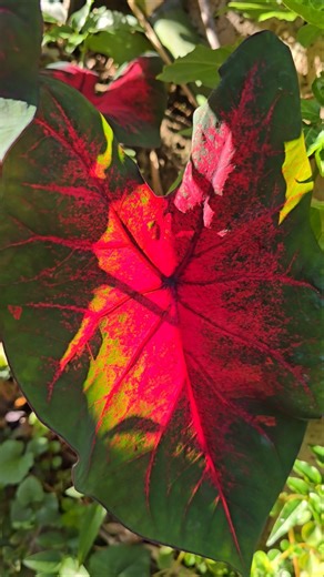 Caladium with the Morning Sun