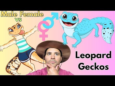 How to tell MALE vs FEMALE leopard GECKOS ♂️♀️