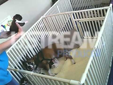 Aftercare of Docked Tails after Nearly Painless Tail Docking