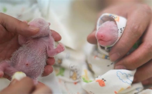 香港双胞胎宝宝安全度过收水期，奶爸不戴手套接触宝宝遭粉丝质疑