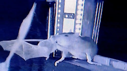 Rats wage war on bats in stunning new footage