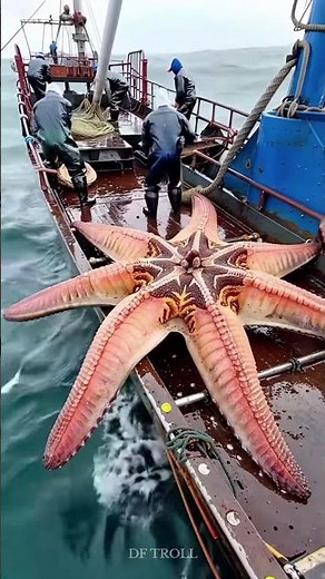 Wildlife animals transformation!